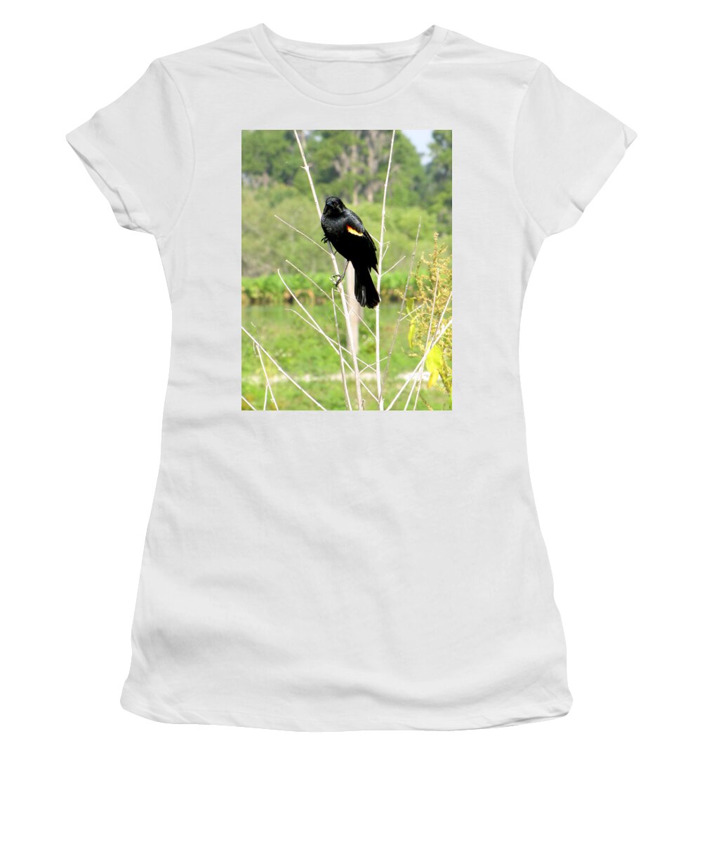 Red-winged Blackbird Women's T-Shirt featuring the photograph Perched Redwing Blackbird by Christopher Mercer