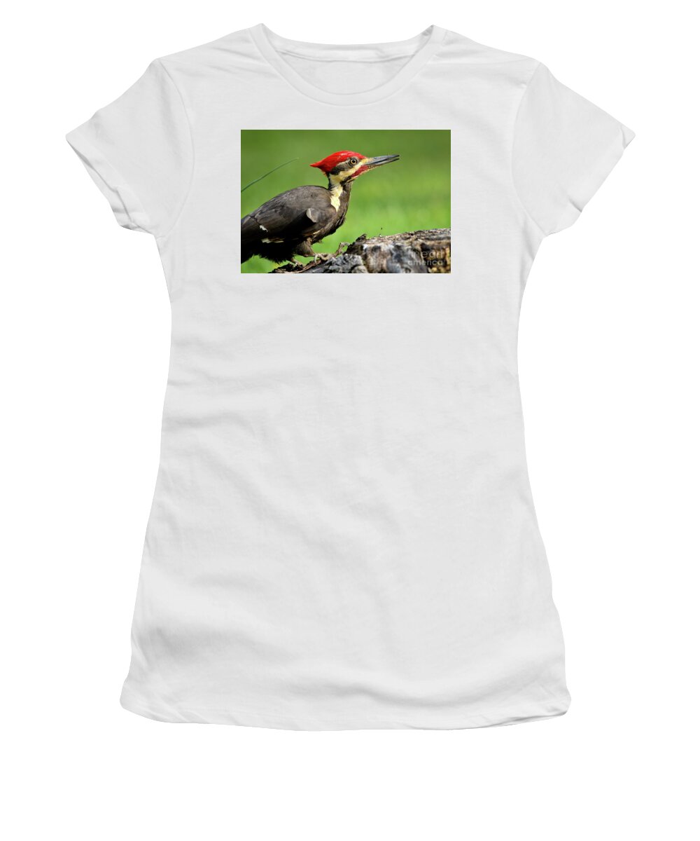 Pileated Women's T-Shirt featuring the photograph Pileated 2 by Douglas Stucky