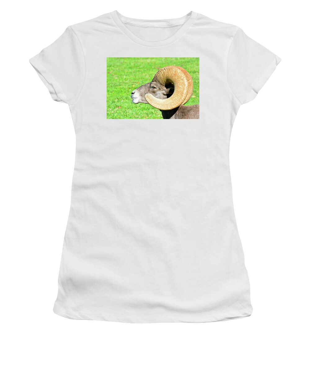 Bighorn Sheep Women's T-Shirt featuring the photograph Profile of a Male Bighorn Sheep by Don Mercer