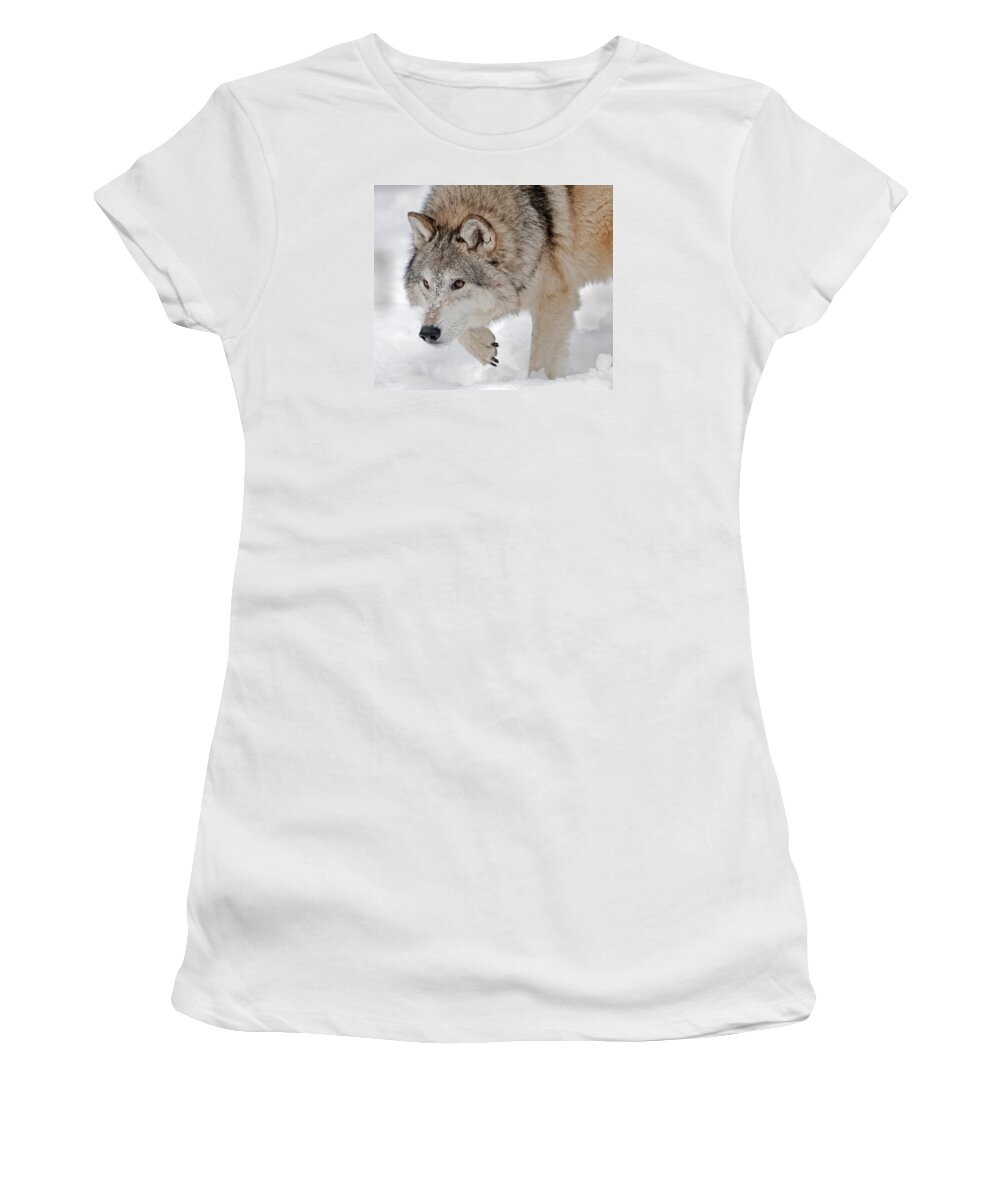 Wolf Women's T-Shirt featuring the photograph Prowling Wolf by Scott Read