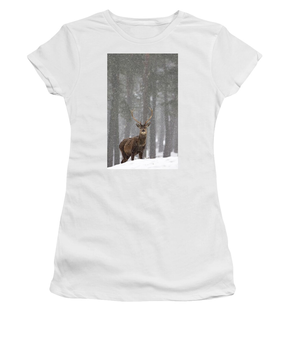 Red Women's T-Shirt featuring the photograph Red Deer In A Blizzard by Pete Walkden