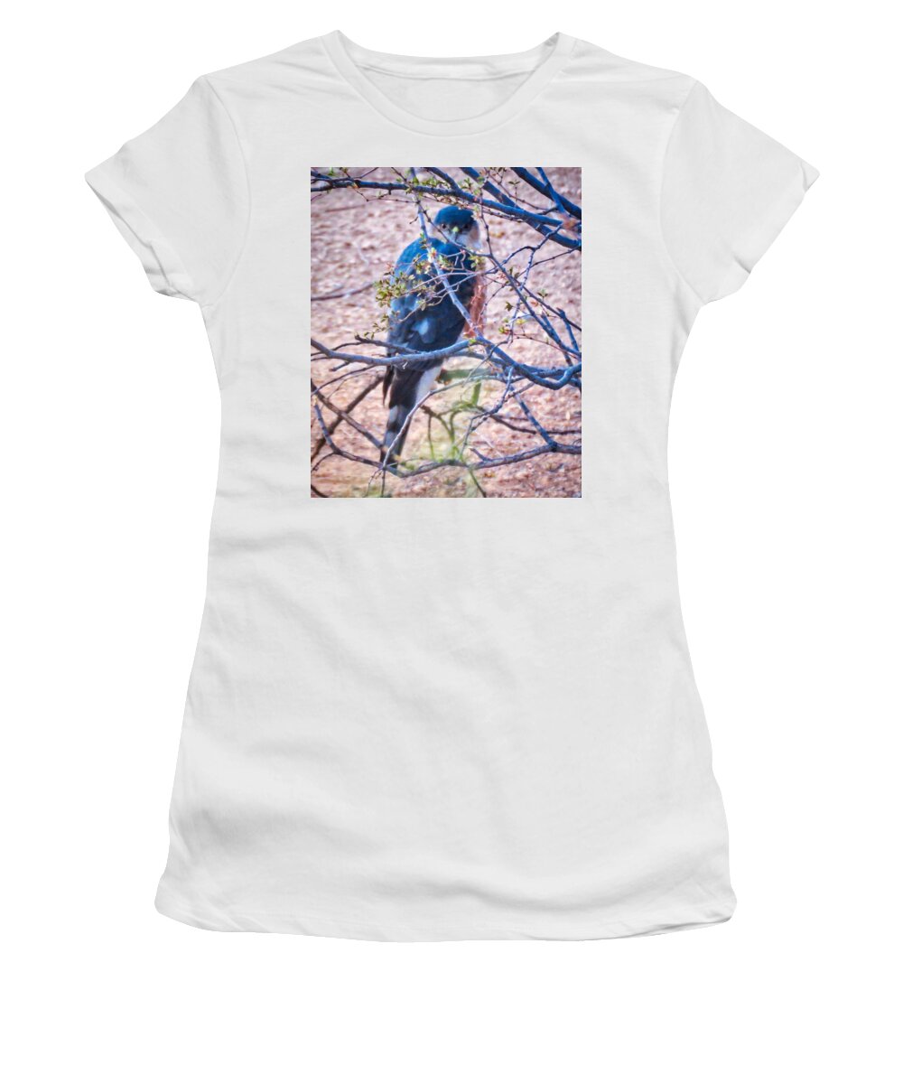 Accipiter Women's T-Shirt featuring the photograph Sharp-Shinned Hawk Hunting in the Desert by Judy Kennedy