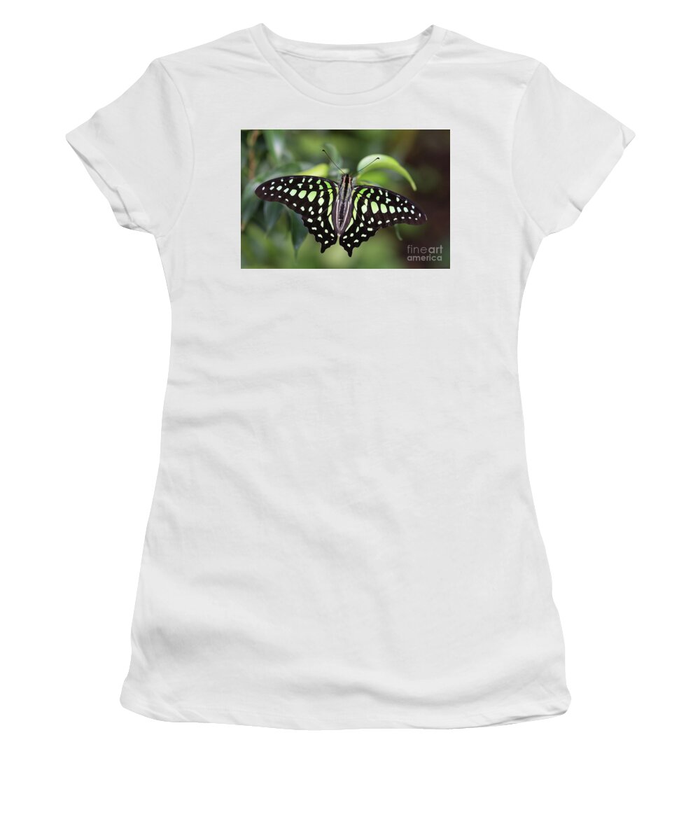 Tailed Jay Women's T-Shirt featuring the photograph Tailed Jay by Eva Lechner