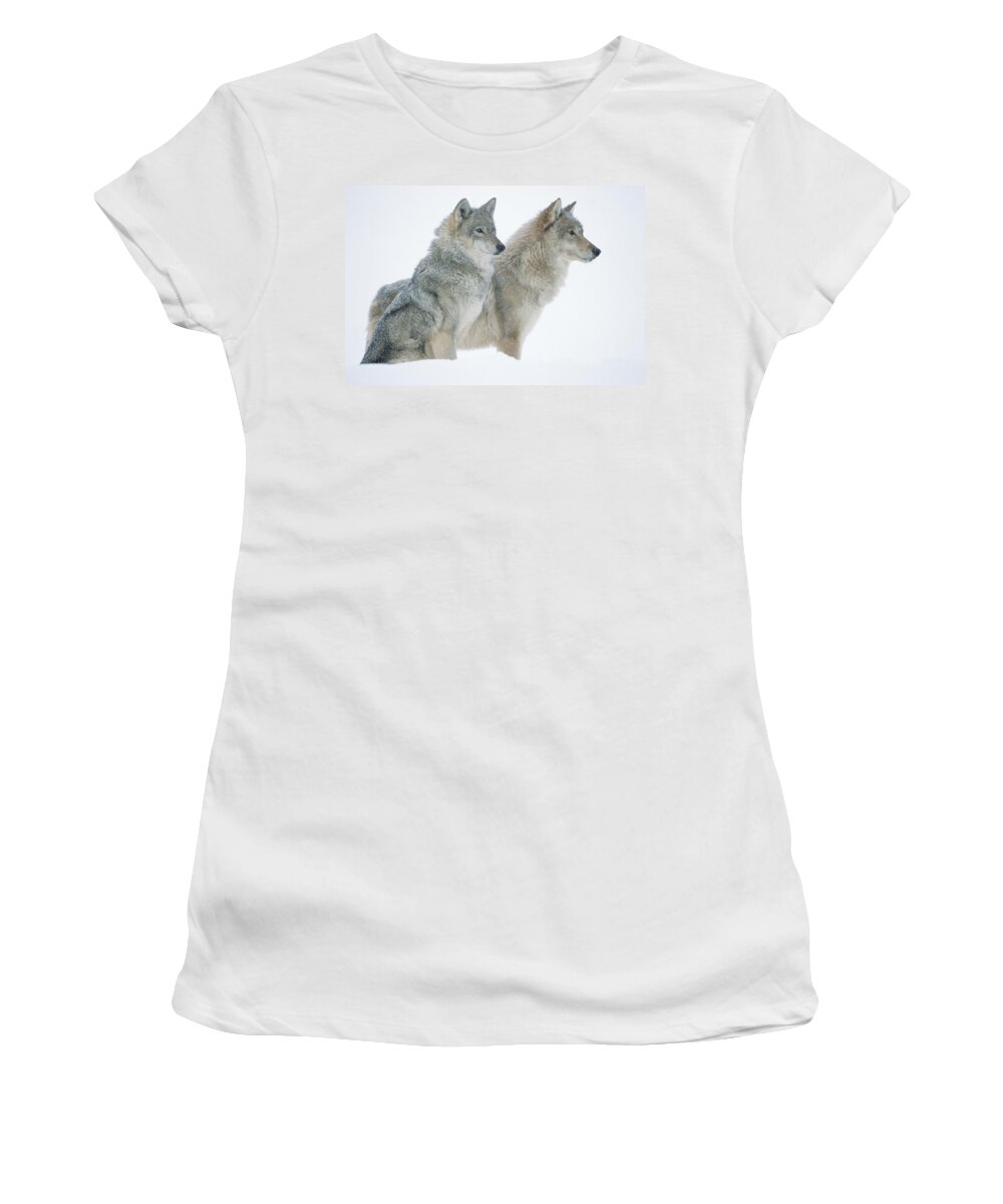 00174273 Women's T-Shirt featuring the photograph Timber Wolf Portrait Of Pair Sitting by Tim Fitzharris
