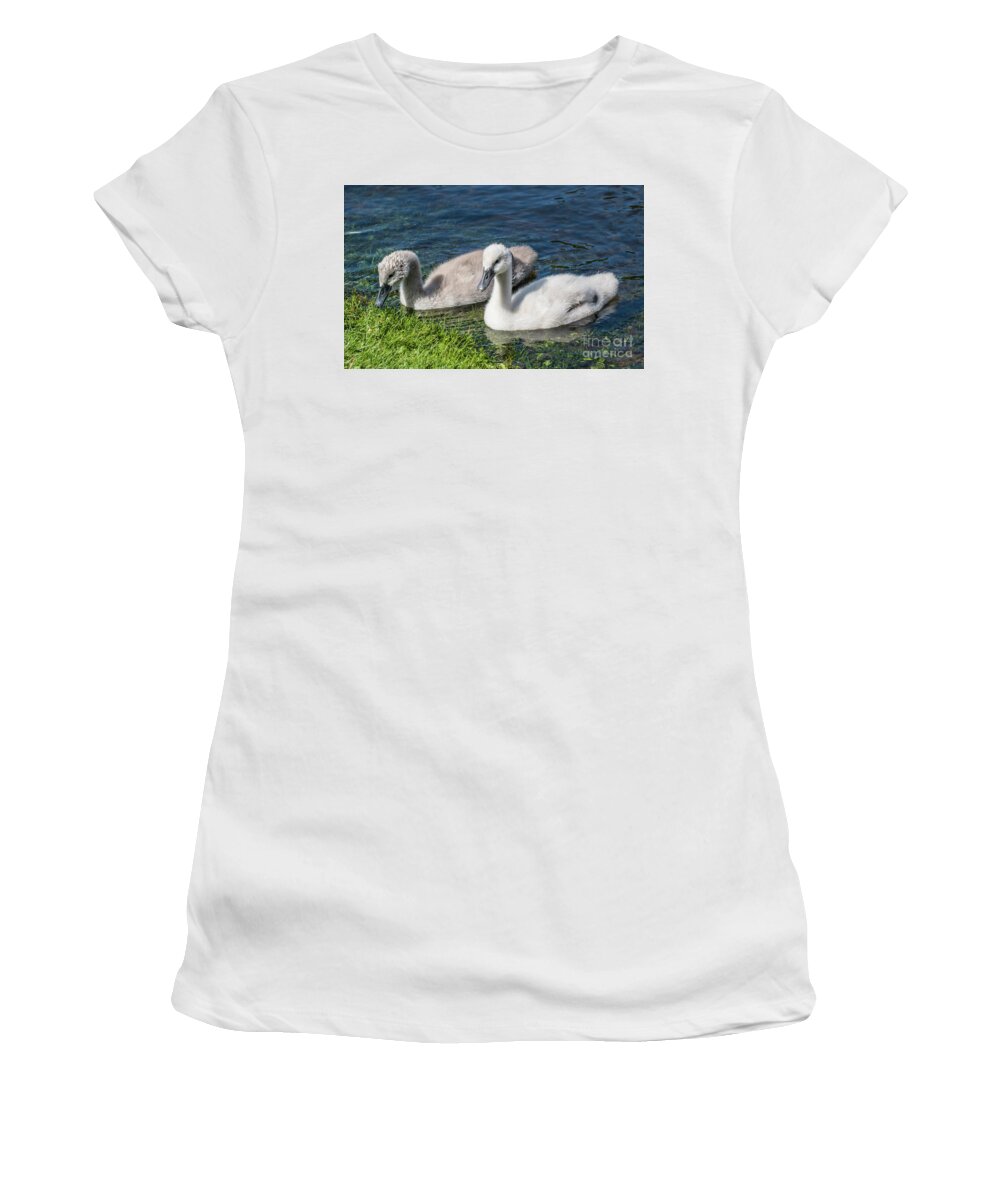 Cygnus Olor Women's T-Shirt featuring the photograph Two young cygnets of mute swan swimming in a lake by Amanda Mohler