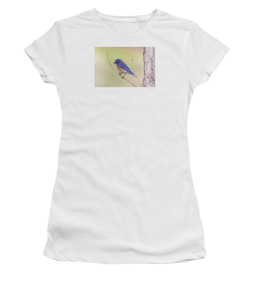 California Women's T-Shirt featuring the photograph Western Bluebird by Marc Crumpler