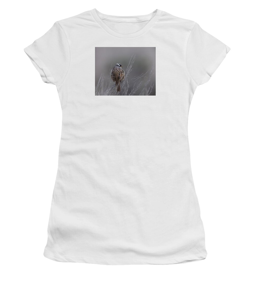 White-crowned Women's T-Shirt featuring the photograph White-Crowned Sparrow by David Watkins