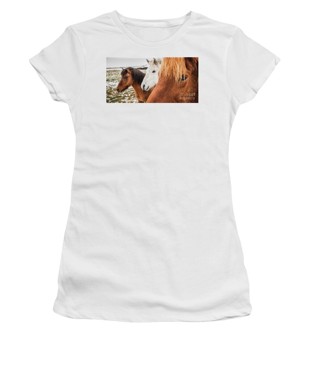 Animal Women's T-Shirt featuring the photograph Horses of Icelandic race in a snowy enclosure, environmentalists try to preserve the purity of the species. #2 by Joaquin Corbalan