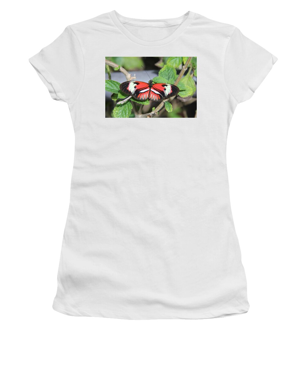 Butterfly Women's T-Shirt featuring the photograph Butterfly #4 by Richard Krebs