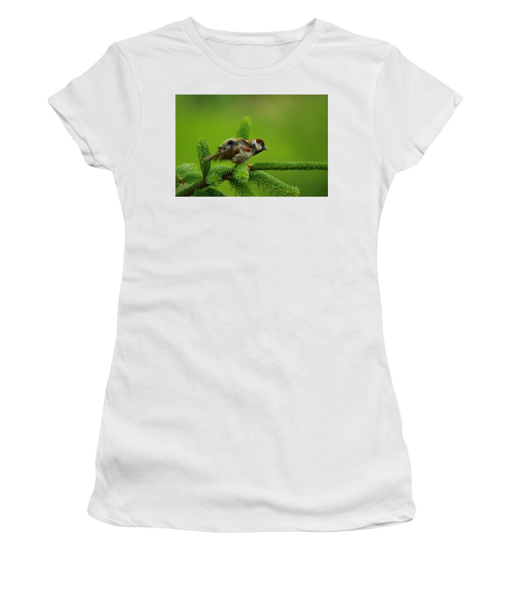 Animali Women's T-Shirt featuring the photograph Bellissimo Passerotto by Simone Lucchesi
