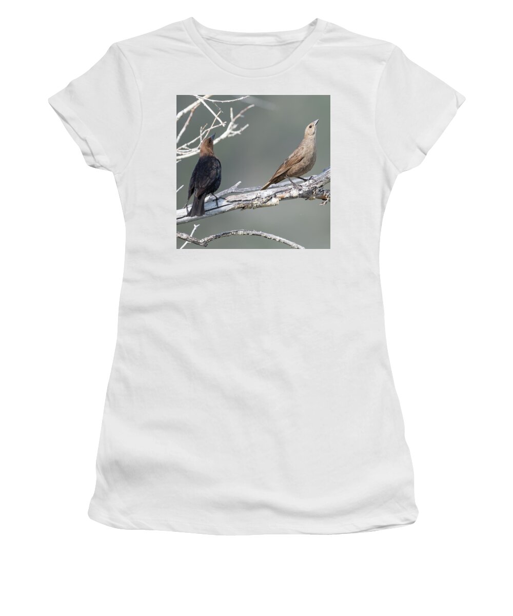 Hwy395adventure Women's T-Shirt featuring the photograph Brown Headed Cowbirds by Mike Gifford