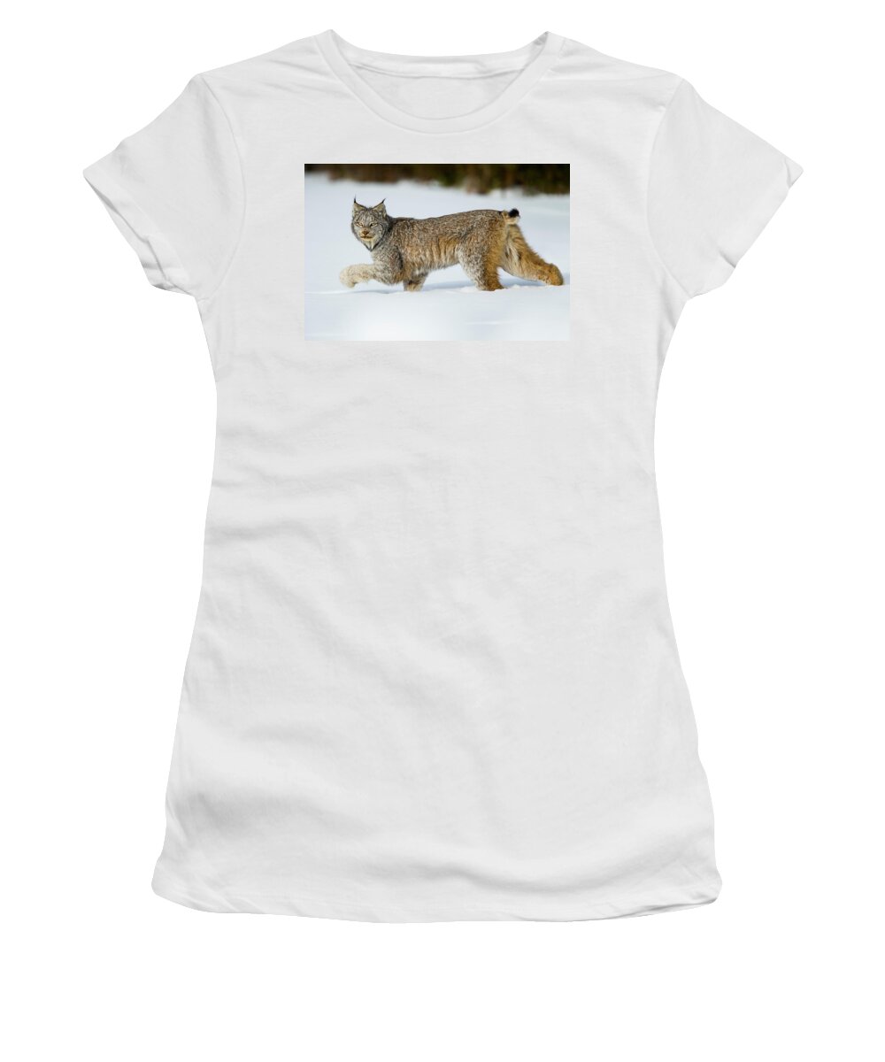 Sebastian Kennerknecht Women's T-Shirt featuring the photograph Canada Lynx In Winter by Sebastian Kennerknecht