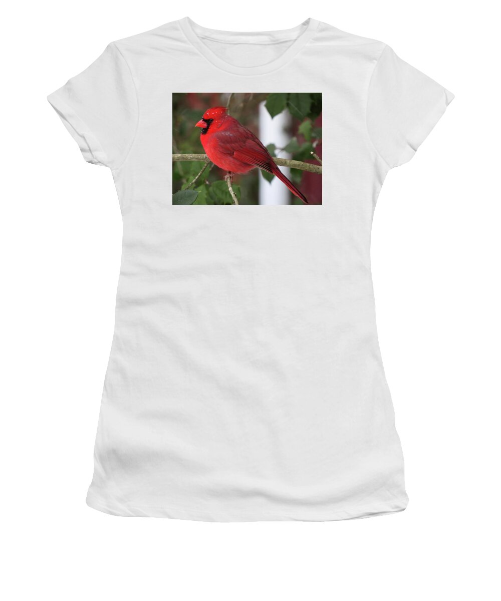 Cardinal Women's T-Shirt featuring the photograph Cardinal in Winter by Linda Stern