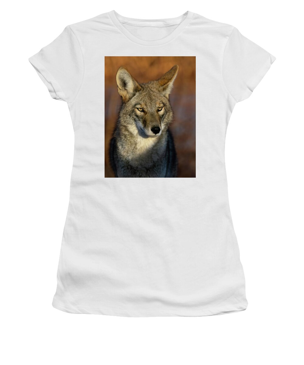 Coyote Women's T-Shirt featuring the photograph Coyote 1 by Rick Mosher