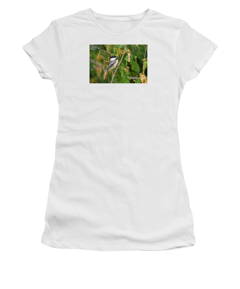 Bird Women's T-Shirt featuring the photograph Holding Up - Black-capped Chickadee - Poecile Atricapillu by Spencer Bush