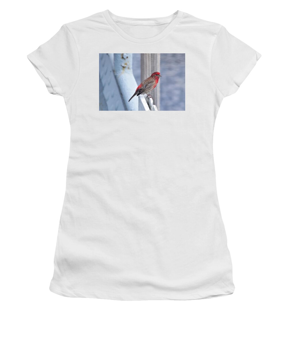 Finch Women's T-Shirt featuring the photograph House Finch on the U.S.S. Wisconsin by Nicole Lloyd