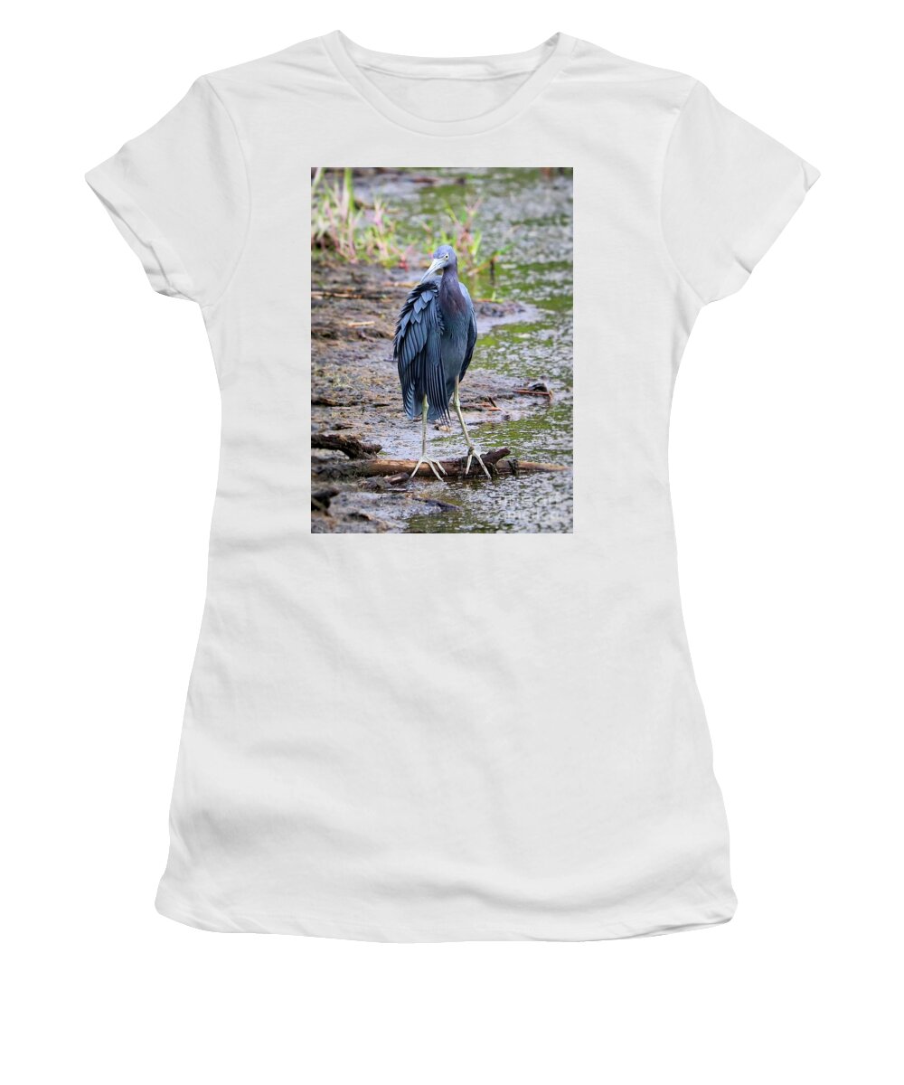 Heron Women's T-Shirt featuring the photograph Impressive Feathers on Little Blue Heron by Carol Groenen