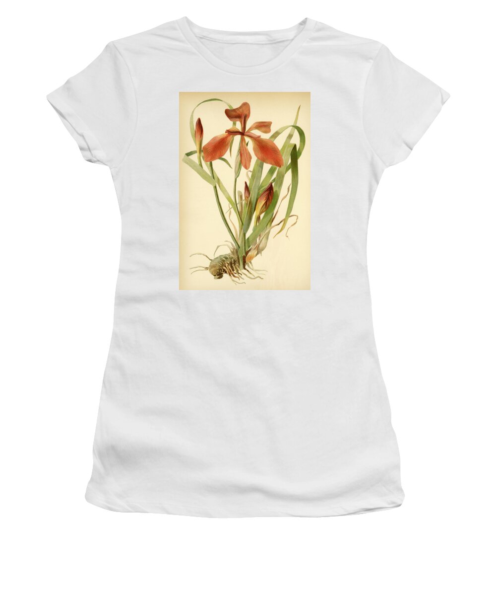 Iris Women's T-Shirt featuring the mixed media Iris Cuprea Copper Iris. by Unknown