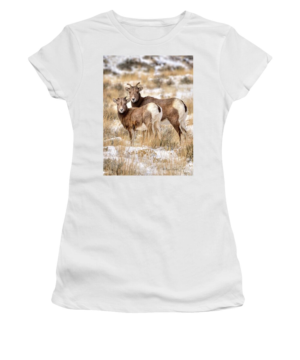 Bighorn Women's T-Shirt featuring the photograph Winter Bighorn Sheep 16 by Roger Snyder