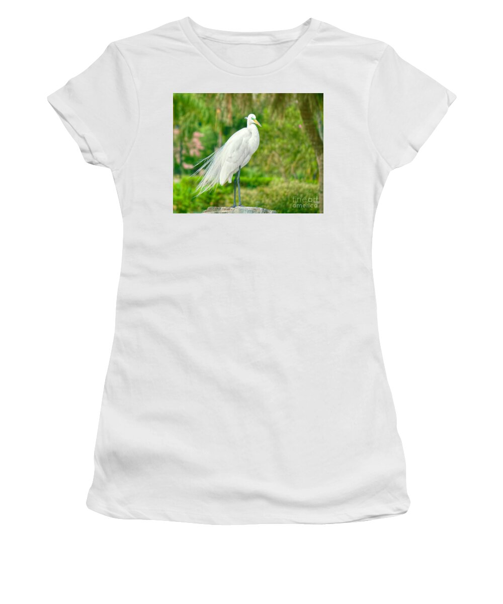 Everglades Birds Women's T-Shirt featuring the photograph Young Egret by Judy Kay