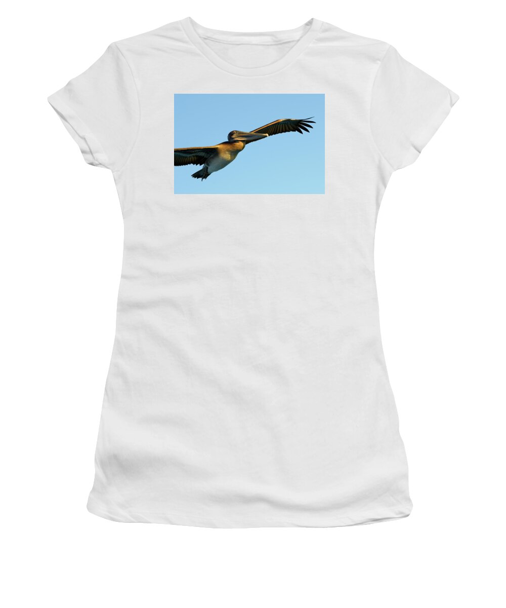 Republic Of Ecuador Women's T-Shirt featuring the photograph Brown Pelican, Pelecanus occidentalis, Elizabeth Bay, Isabela Island, Galapagos Islands, Ecuador #1 by Kevin Oke