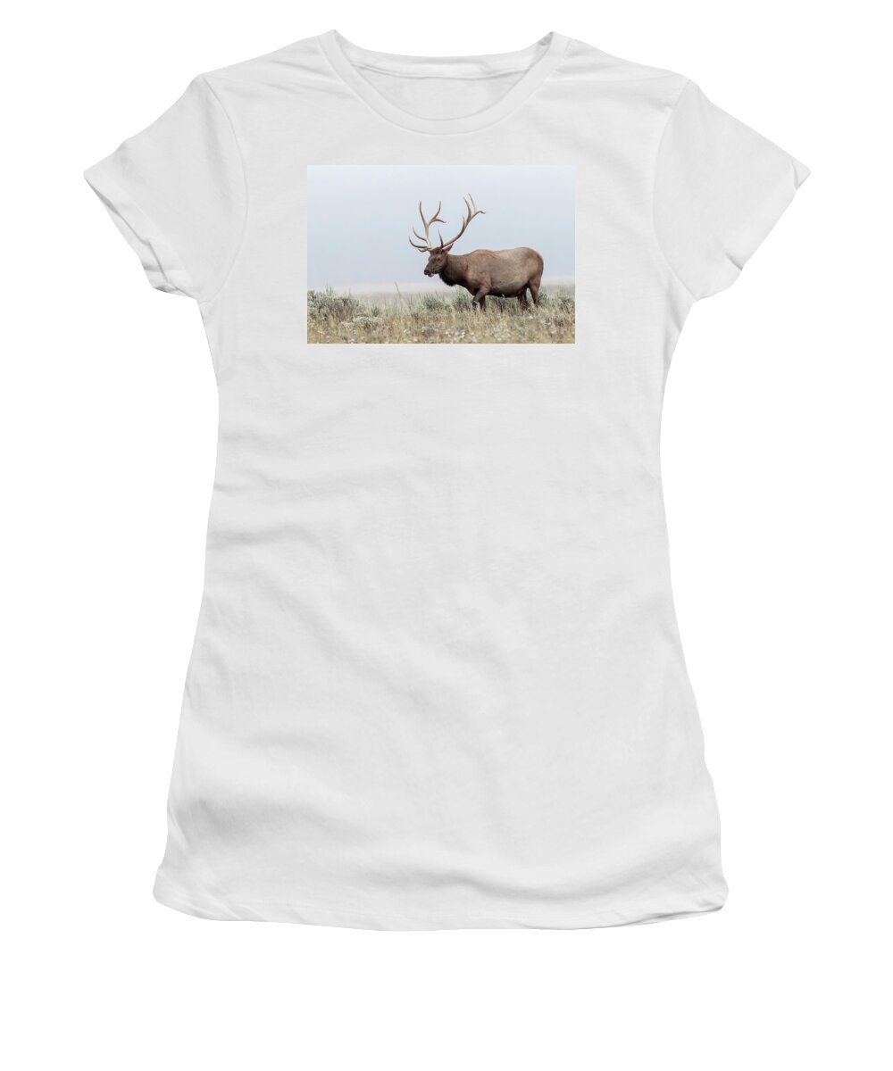 Elk Women's T-Shirt featuring the photograph Mr. Bull #1 by Ronnie And Frances Howard