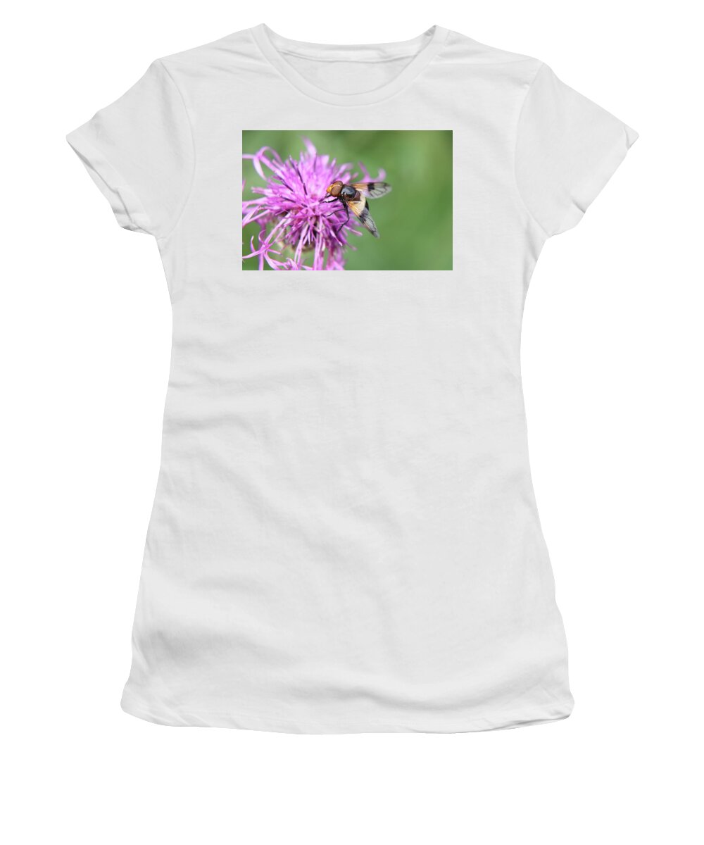 Volucella Pellucens Women's T-Shirt featuring the photograph A Volucella pellucens pollinating red clover by Vaclav Sonnek