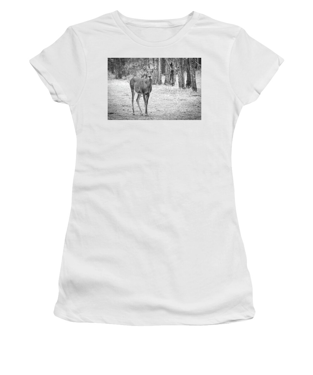 Deer Women's T-Shirt featuring the photograph Button Buck in Emerald Isle Woods Park by Bob Decker
