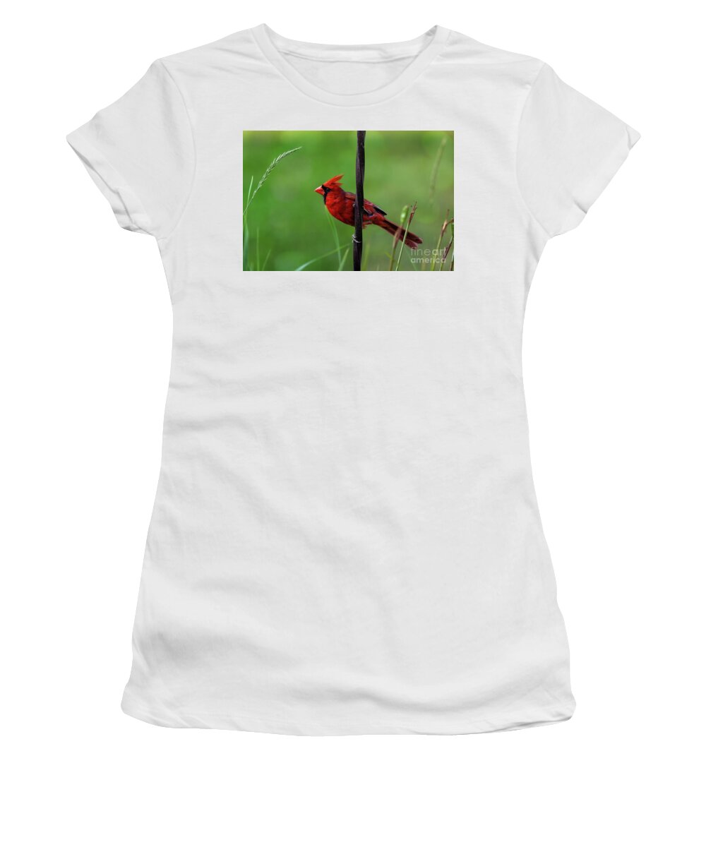 Backyard Birds Women's T-Shirt featuring the photograph Cardinal #1 by Jarrod Erbe