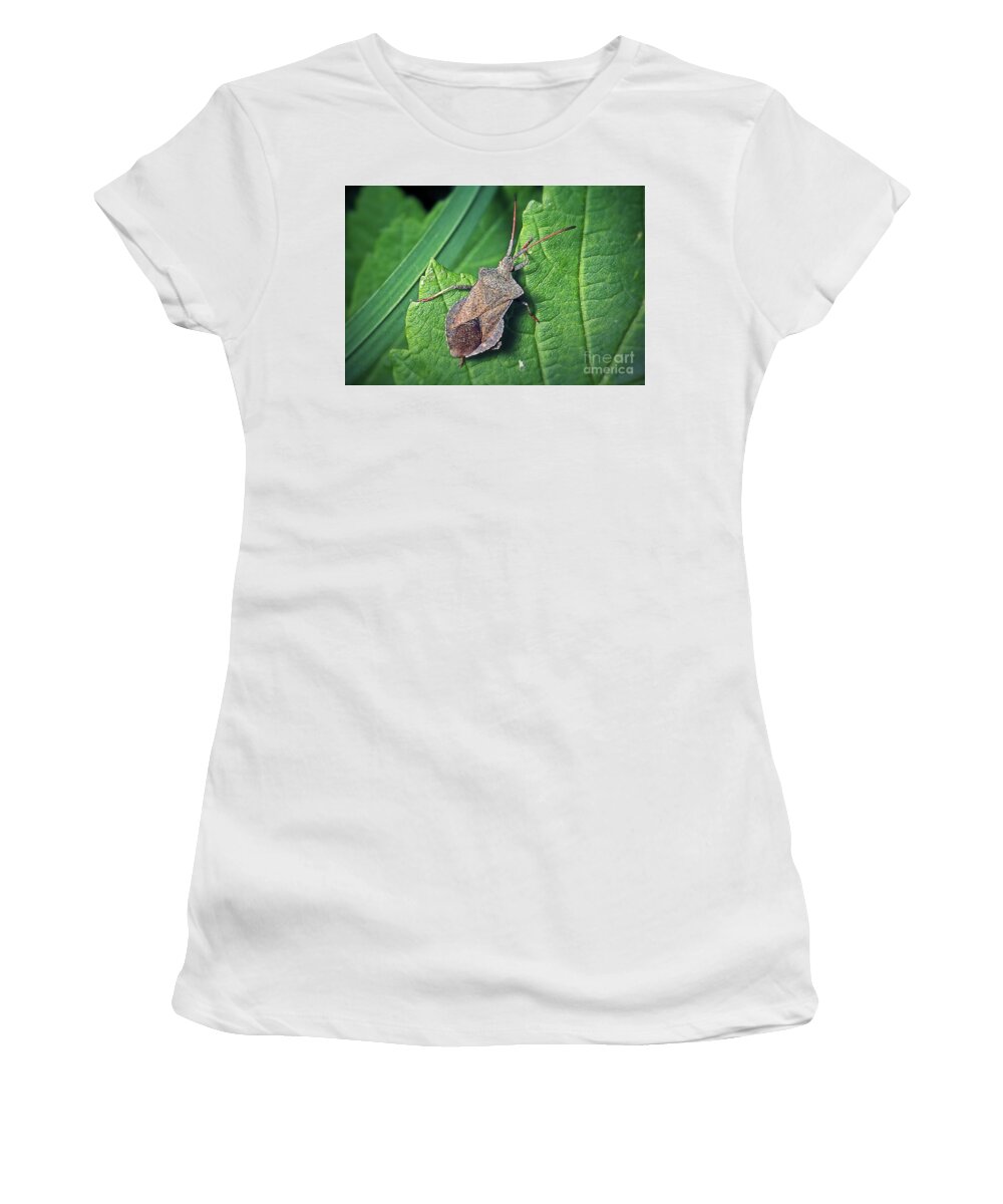 Photo Women's T-Shirt featuring the photograph Coreus marginatus Dock Bug Insect by Frank Ramspott