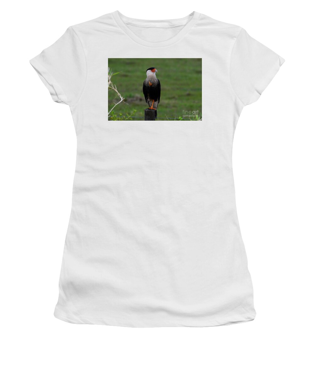 Crested Caracara Women's T-Shirt featuring the photograph Crested Caracara by Steve Brown