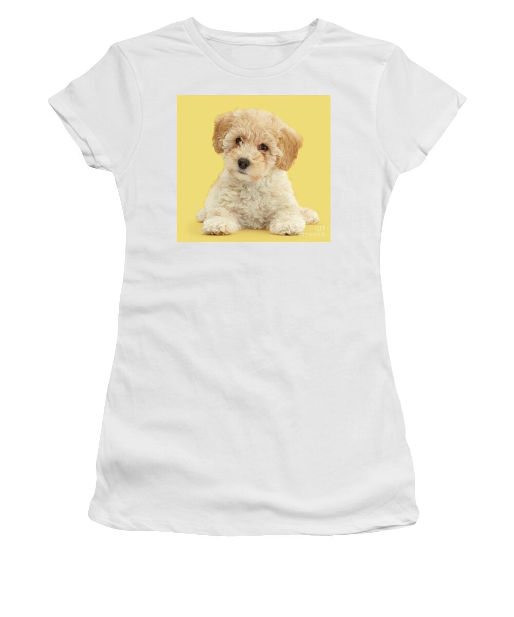 Cute Women's T-Shirt featuring the photograph Cute Poochon puppy by Warren Photographic
