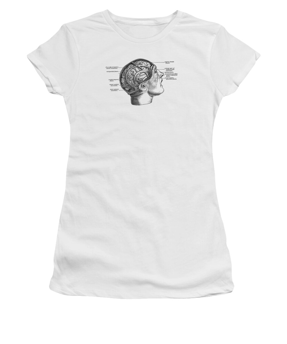 Brain Women's T-Shirt featuring the drawing Fissure Focused Brain Diagram - Vintage Anatomy 2 by Vintage Anatomy Prints