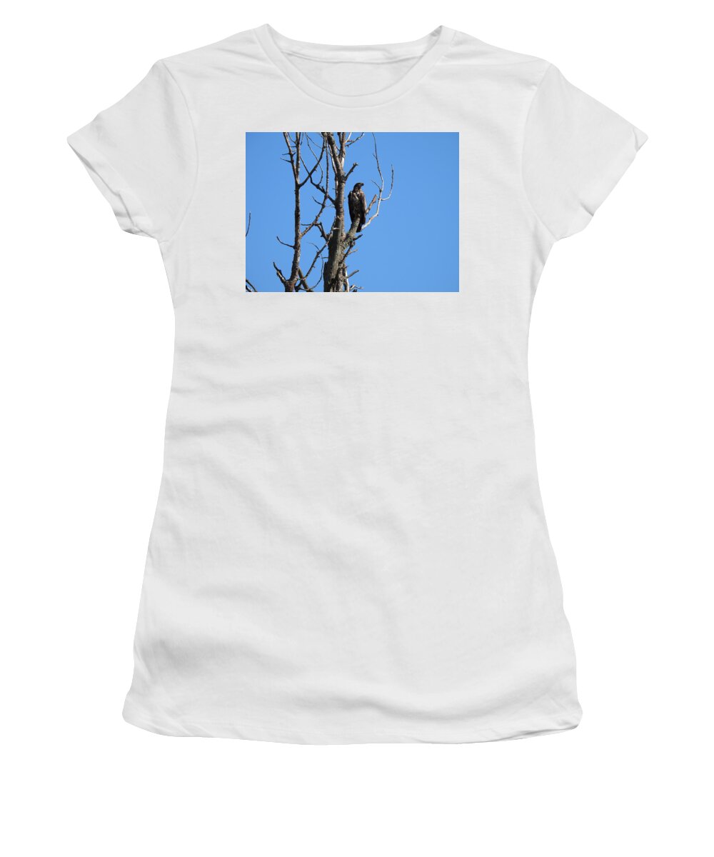 Pygargue à Tête Blanche Immature Women's T-Shirt featuring the photograph Quietude by Hatin Josee