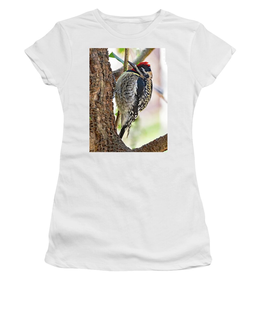 Woodpecker Women's T-Shirt featuring the photograph Sapsucker by Gina Fitzhugh