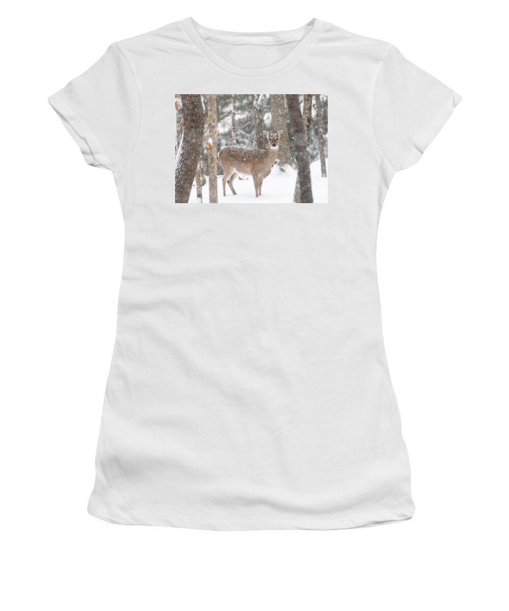 Winter Deer Women's T-Shirt featuring the photograph Winter Deer by Jaki Miller
