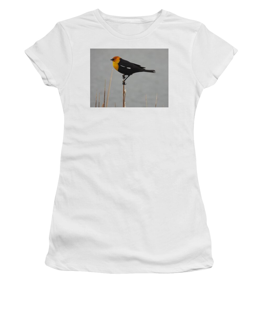 Black Bird Women's T-Shirt featuring the photograph Yellow Headed Black Bird 3 by Amanda R Wright