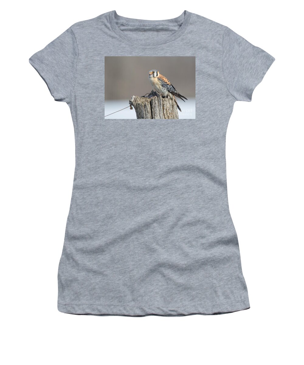Landscape Women's T-Shirt featuring the photograph American Kestrel #1 by Cheryl Baxter