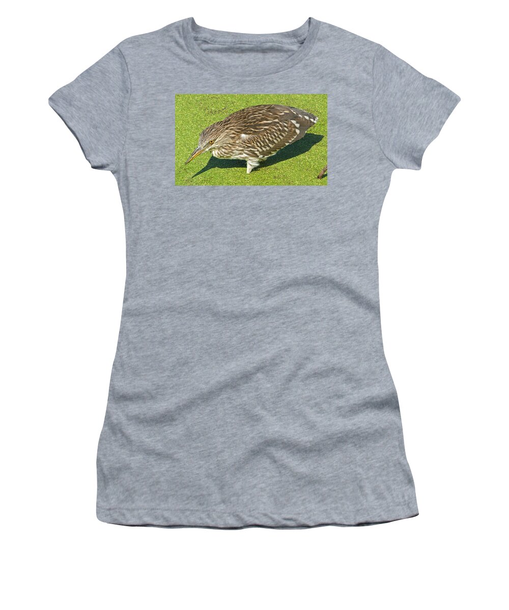 Animal Women's T-Shirt featuring the photograph Black-crowned Night-heron Juvenile #1 by Millard H. Sharp