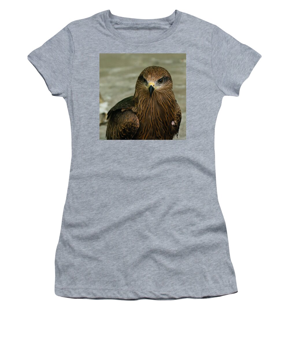 Bird Women's T-Shirt featuring the photograph Black Kite #1 by SAURAVphoto Online Store