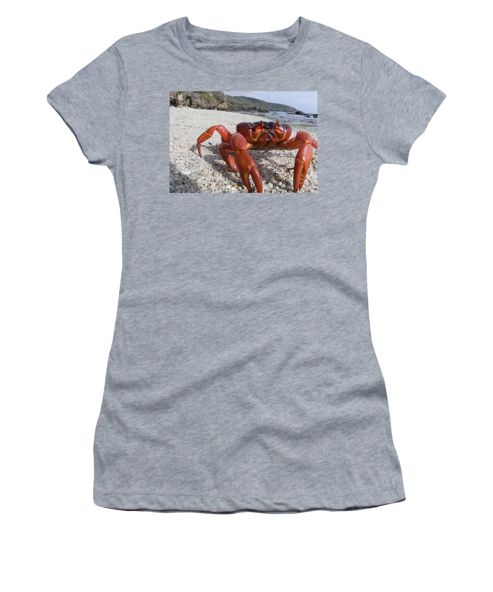 Flpa Women's T-Shirt featuring the photograph Christmas Island Red Crab Migation #1 by Colin Marshall