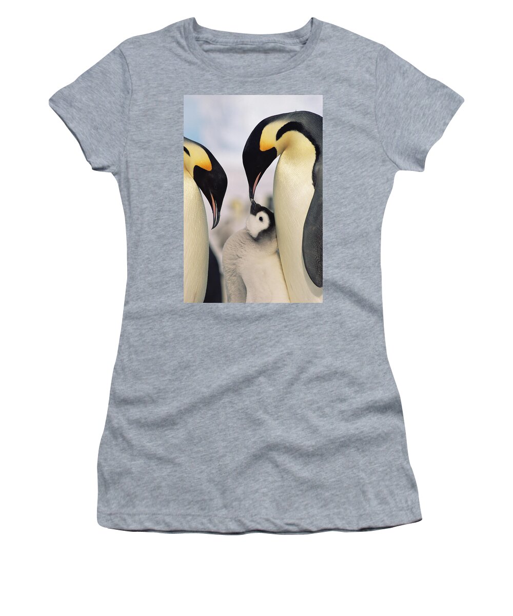 Feb0514 Women's T-Shirt featuring the photograph Emperor Penguin Parents With Chick #1 by Konrad Wothe
