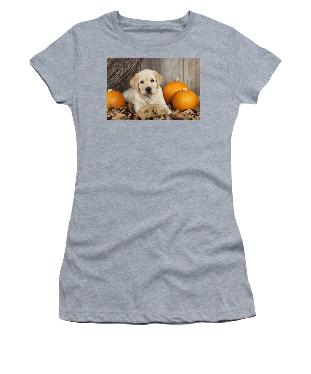 Dog Women's T-Shirt featuring the photograph Labrador Puppy With Pumpkins #1 by John Daniels