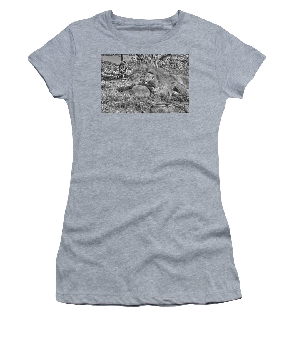 Animals Women's T-Shirt featuring the photograph Lion In Repose #1 by SC Heffner