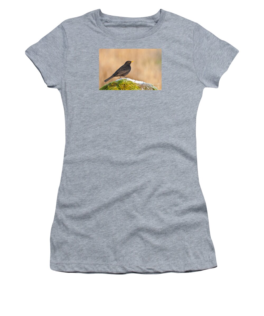 Blackbird Women's T-Shirt featuring the photograph Male Blackbird Turdus merula #2 by Liz Leyden