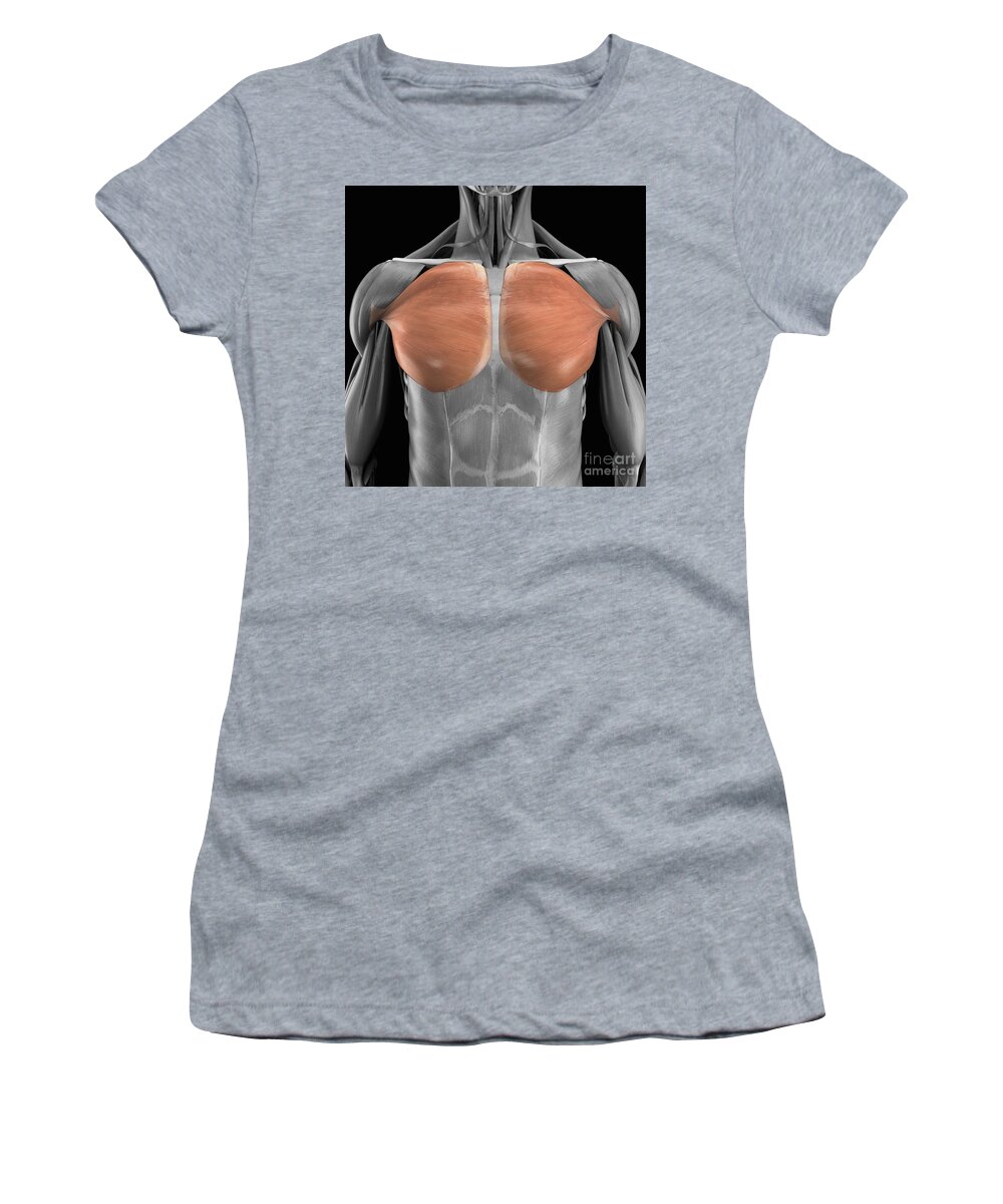 3d Visualization Women's T-Shirt featuring the photograph Pectoralis Major Muscles #1 by Science Picture Co