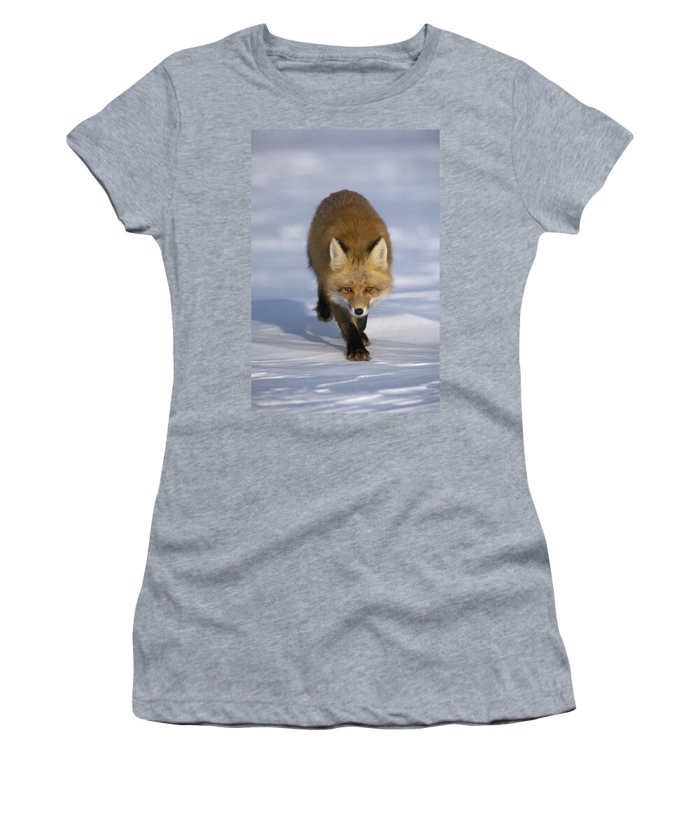 Feb0514 Women's T-Shirt featuring the photograph Red Fox Walking In Snow Alaska #1 by Michael Quinton