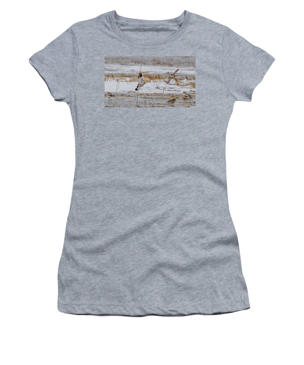 Calcariidae Women's T-Shirt featuring the photograph Snow bunting in flight #1 by SAURAVphoto Online Store