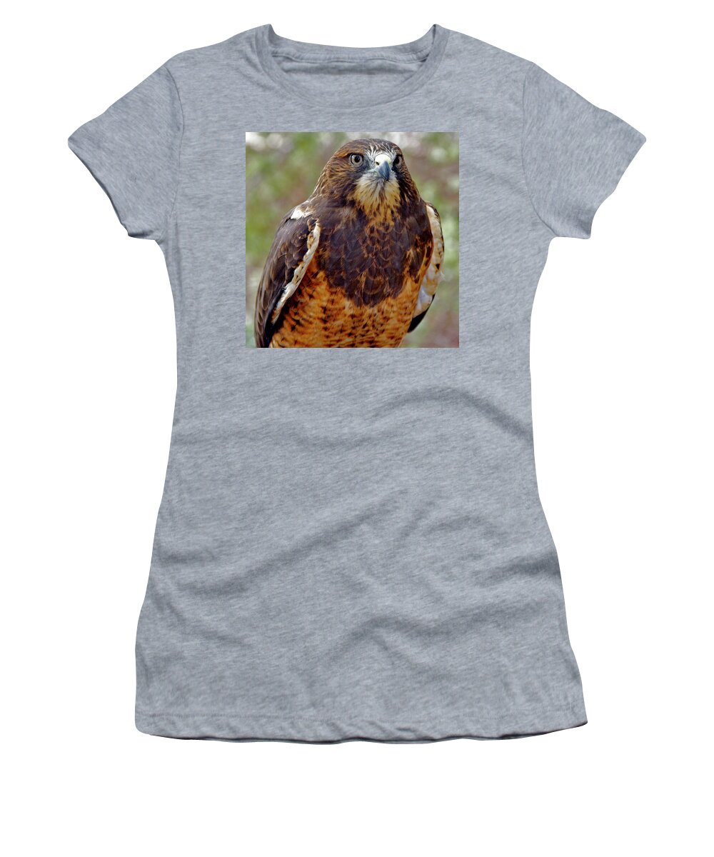 Swainson's Hawk Women's T-Shirt featuring the photograph Swainson's Hawk by Ed Riche