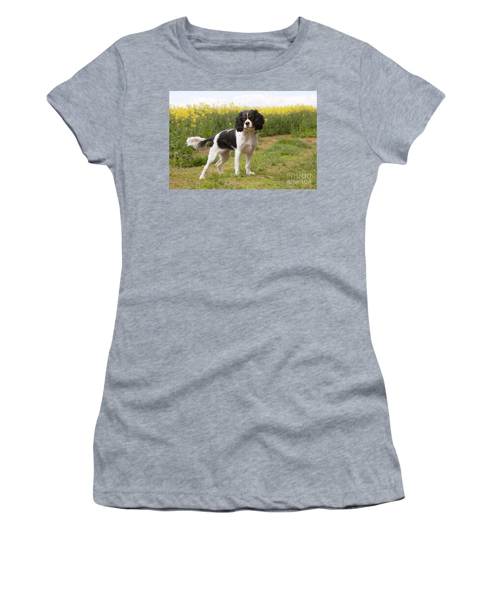 Dog Women's T-Shirt featuring the photograph Cavalier King Charles Spaniel #13 by John Daniels